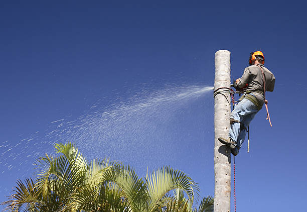How Our Tree Care Process Works  in  Prince Frederick, MD